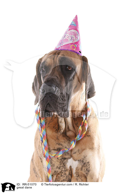 Deutsche Dogge / great dane / RR-51070