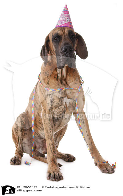 sitzende Deutsche Dogge / sitting great dane / RR-51073