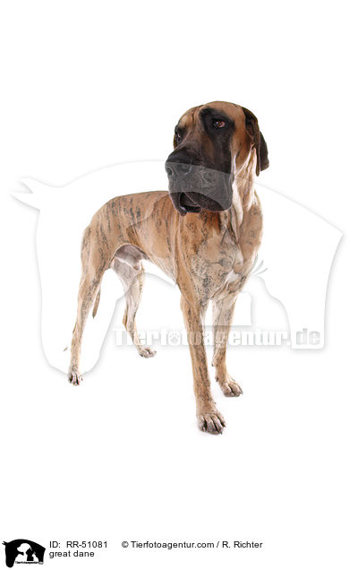 Deutsche Dogge / great dane / RR-51081