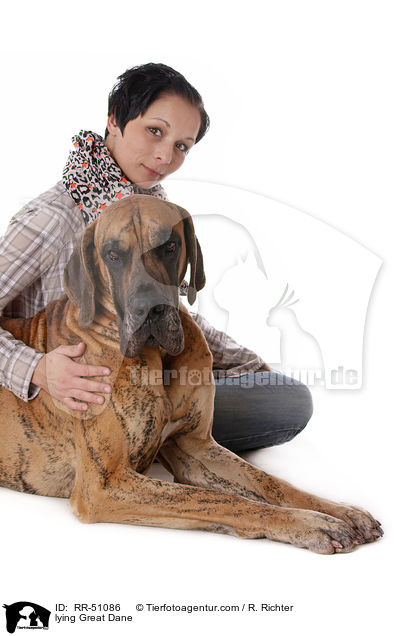 liegende Deutsche Dogge / lying Great Dane / RR-51086