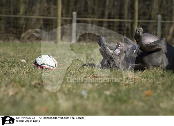 Deutsche Dogge wlzt sich / rolling Great Dane / NN-03782