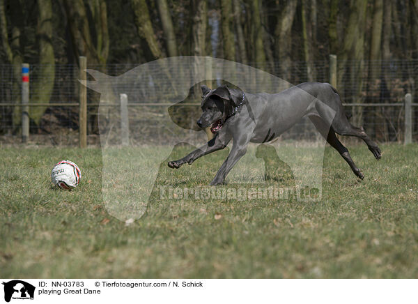 spielende Deutsche Dogge / playing Great Dane / NN-03783