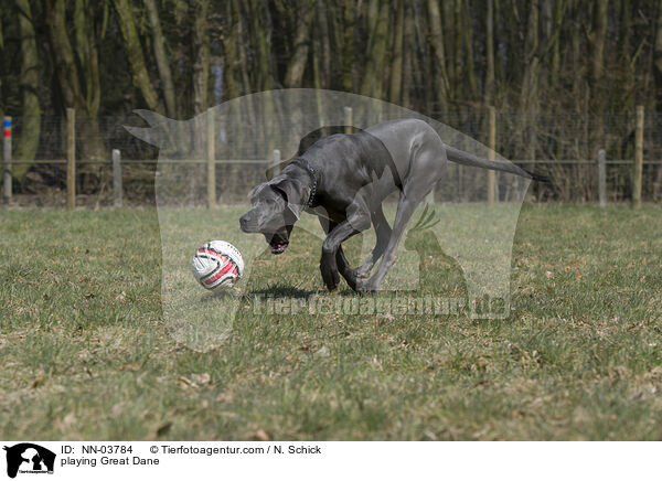 spielende Deutsche Dogge / playing Great Dane / NN-03784