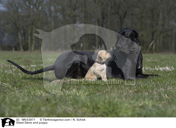 Great Dane and puppy / NN-03871
