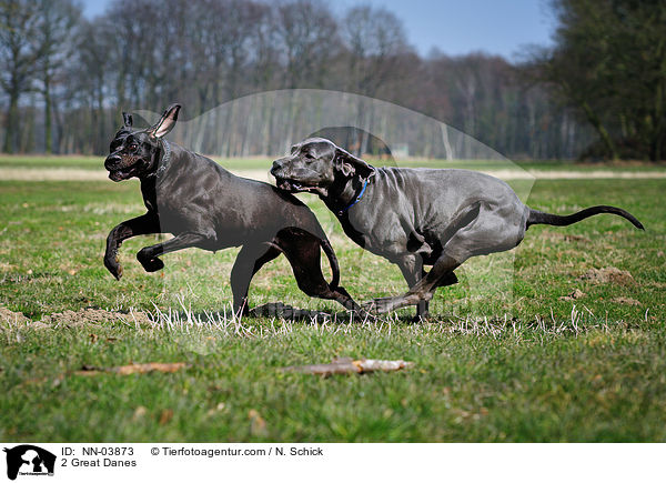 2 Great Danes / NN-03873