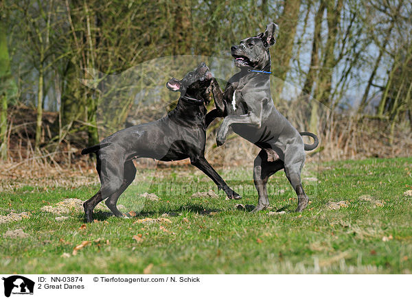2 Great Danes / NN-03874
