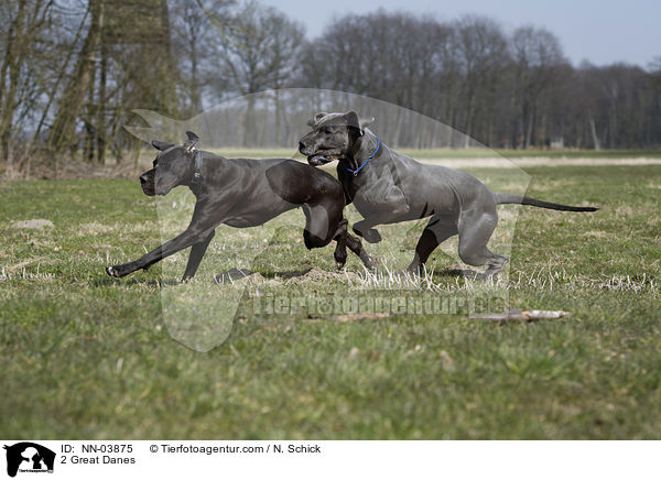 2 Great Danes / NN-03875