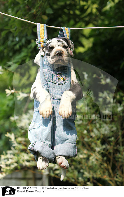 Deutsche Dogge Welpe / Great Dane Puppy / KL-11833