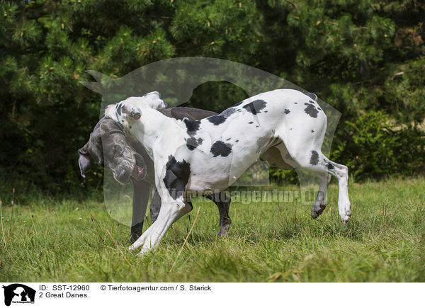 2 Great Danes / SST-12960
