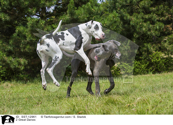 2 Great Danes / SST-12961