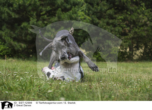 2 Great Danes / SST-12996