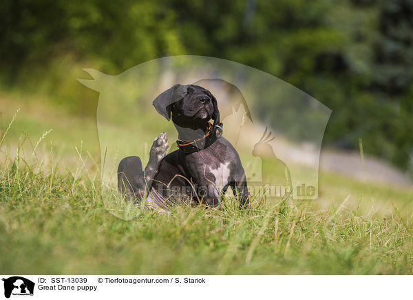 Deutsche Dogge Welpe / Great Dane puppy / SST-13039