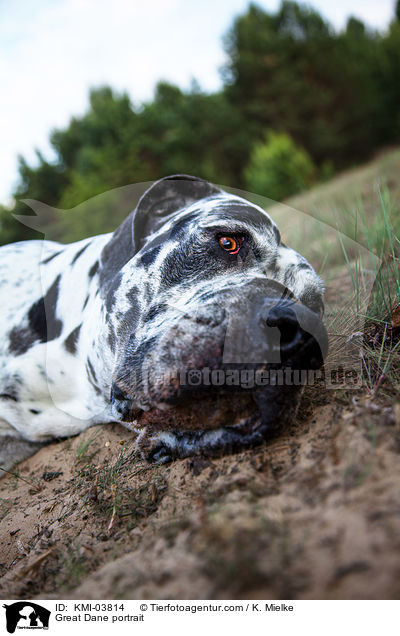 Deutsche Dogge Portrait / Great Dane portrait / KMI-03814