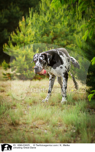 markierende Deutsche Dogge / urinating Great Dane / KMI-03825