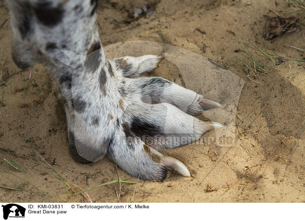 Deutsche Dogge Pfote / Great Dane paw / KMI-03831
