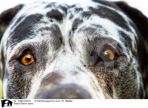 Deutsche Dogge Augen / Great Dane eyes / KMI-03834