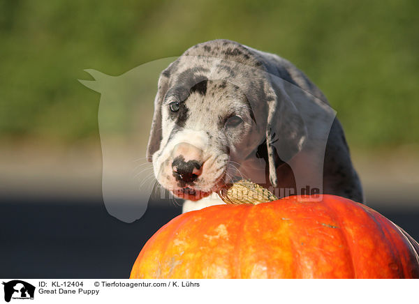 Deutsche Dogge Welpe / Great Dane Puppy / KL-12404