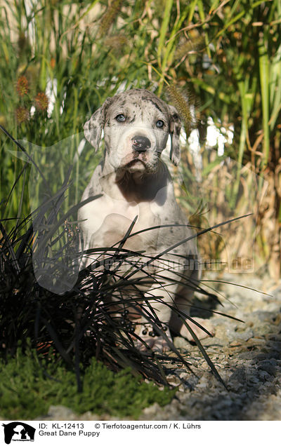 Deutsche Dogge Welpe / Great Dane Puppy / KL-12413