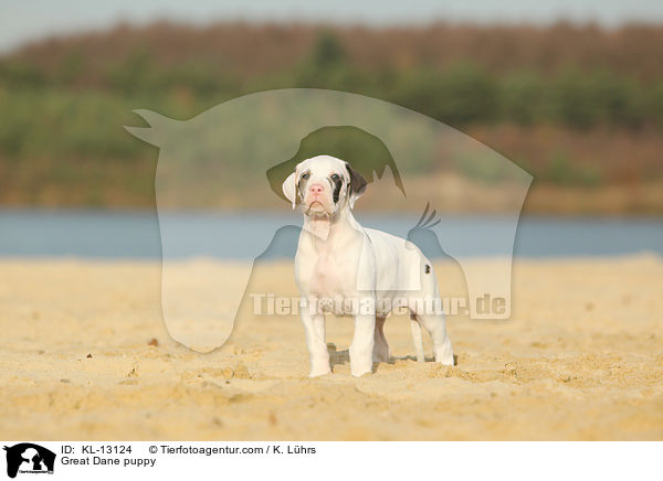 Deutsche Dogge Welpe / Great Dane puppy / KL-13124