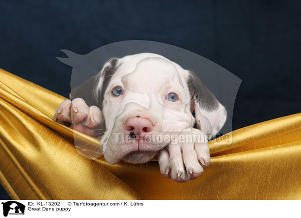 Great Dane puppy / KL-13202