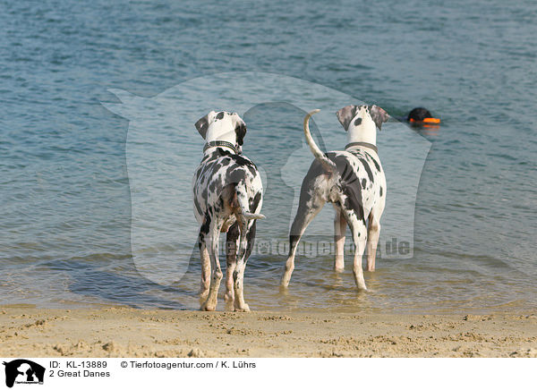 2 Deutsche Doggen / 2 Great Danes / KL-13889