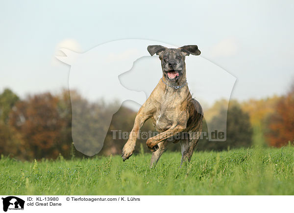old Great Dane / KL-13980