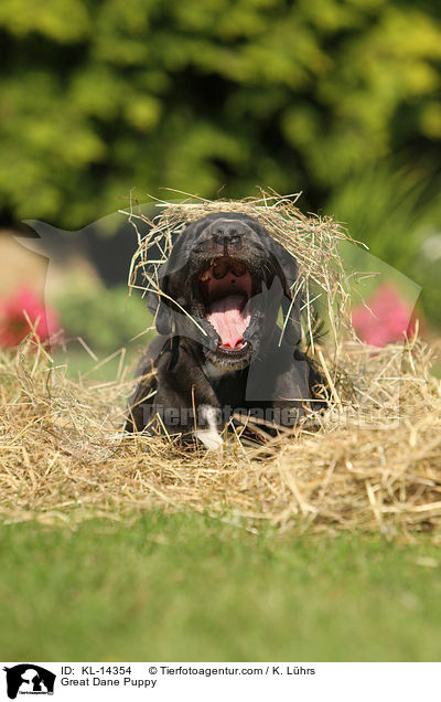 Great Dane Puppy / KL-14354