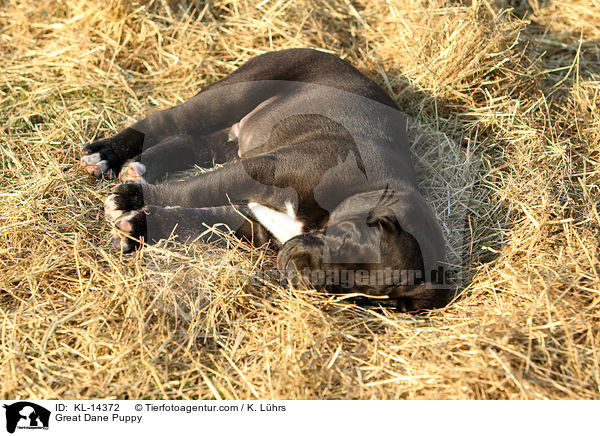 Deutsche Dogge Welpe / Great Dane Puppy / KL-14372