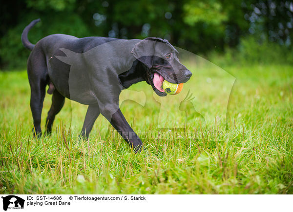 spielende Deutsche Dogge / playing Great Dane / SST-14686