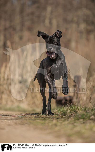 running Great Dane / AP-13324