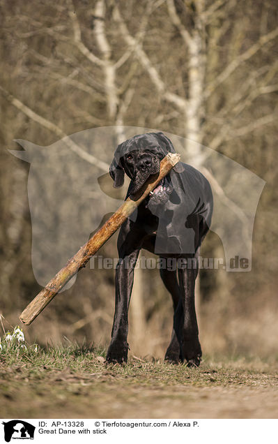 Deutsche Dogge mit Stock / Great Dane with stick / AP-13328