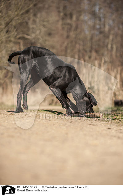 Deutsche Dogge mit Stock / Great Dane with stick / AP-13329