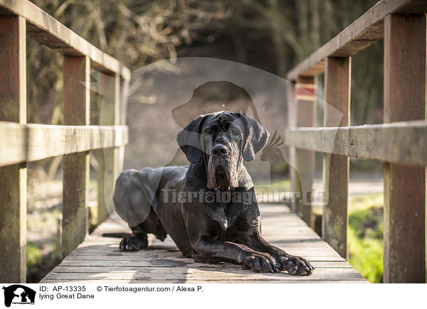 liegende Deutsche Dogge / lying Great Dane / AP-13335