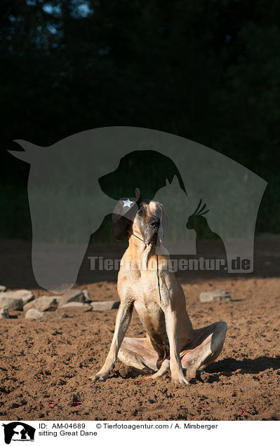 sitzende Deutsche Dogge / sitting Great Dane / AM-04689