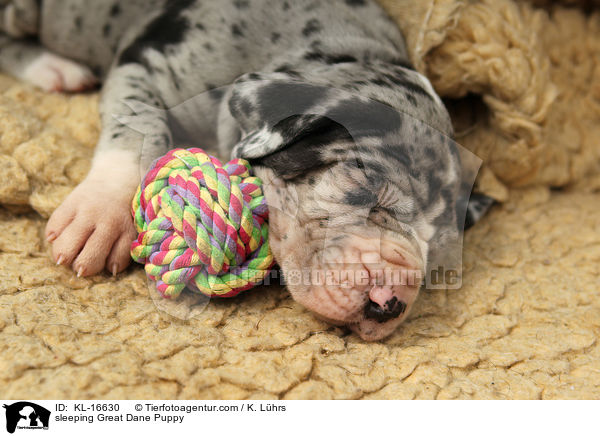 schlafender Deutsche Dogge Welpe / sleeping Great Dane Puppy / KL-16630