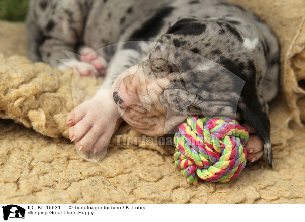 schlafender Deutsche Dogge Welpe / sleeping Great Dane Puppy / KL-16631