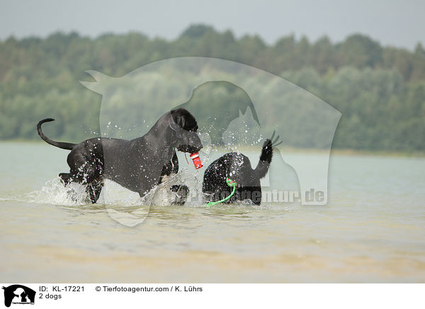 2 dogs / KL-17221