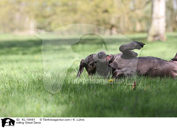 Deutsche Dogge wlzt sich / rolling Great Dane / KL-18481