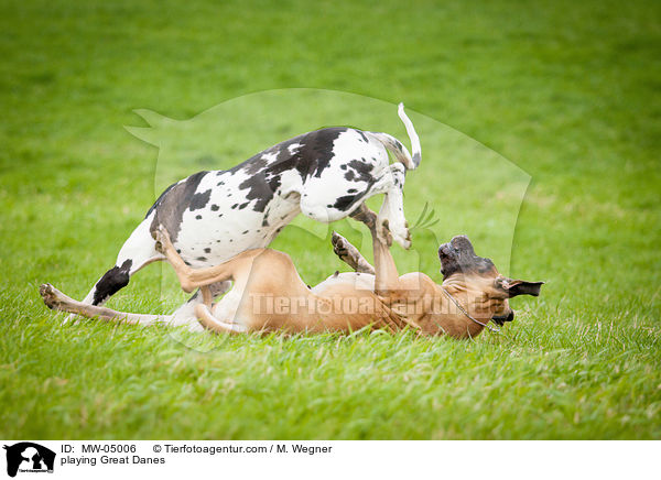 playing Great Danes / MW-05006