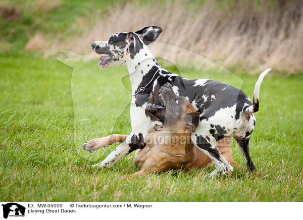 playing Great Danes / MW-05009