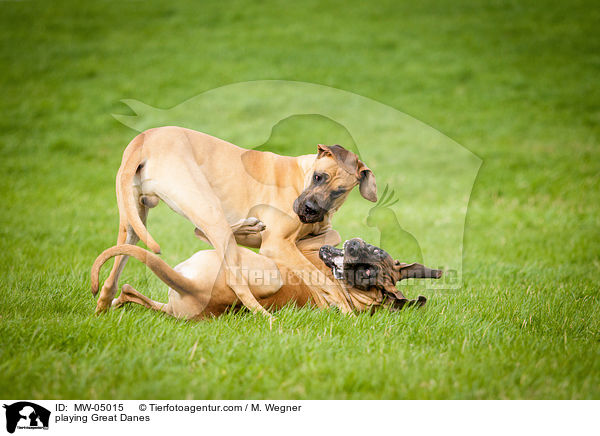 playing Great Danes / MW-05015