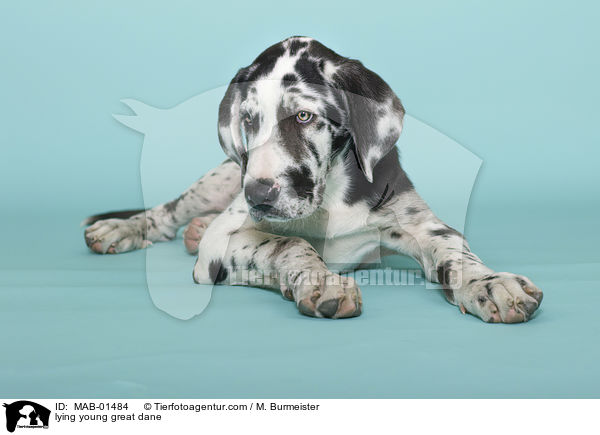liegende junge Deutsche Dogge / lying young great dane / MAB-01484
