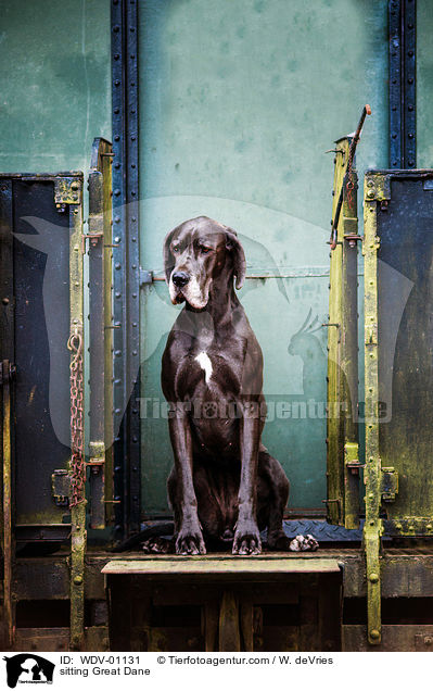 sitzende Deutsche Dogge / sitting Great Dane / WDV-01131