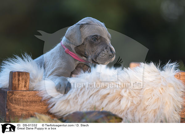 Deutsche Dogge Welpe in einer Kiste / Great Dane Puppy in a box / DS-01332