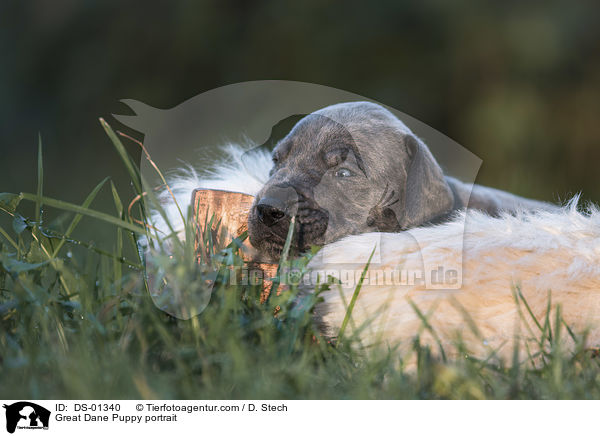 Deutsche Dogge Welpe Portrait / Great Dane Puppy portrait / DS-01340