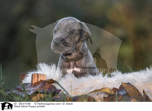 Deutsche Dogge Welpe Portrait / Great Dane Puppy portrait / DS-01346