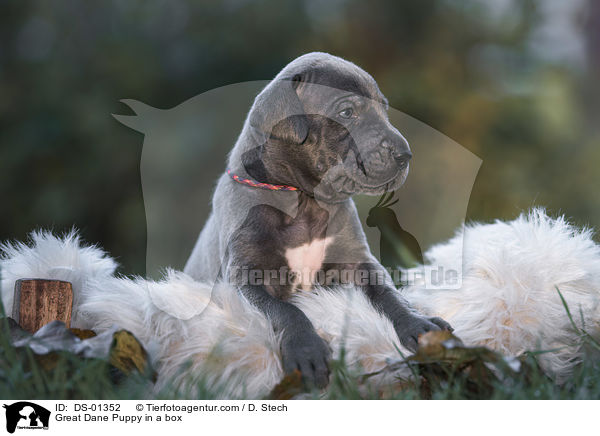 Deutsche Dogge Welpe in einer Kiste / Great Dane Puppy in a box / DS-01352