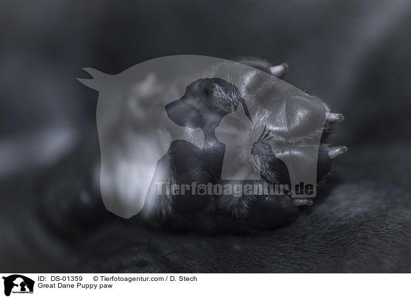 Great Dane Puppy paw / DS-01359
