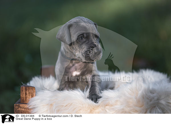 Deutsche Dogge Welpe in einer Kiste / Great Dane Puppy in a box / DS-01384