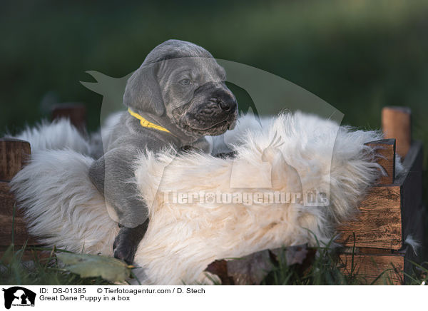 Deutsche Dogge Welpe in einer Kiste / Great Dane Puppy in a box / DS-01385